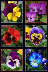 Lovely Pansies - Pack