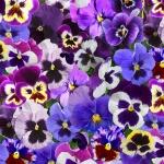 Lovely Pansies - Purple 1 metre