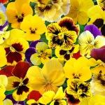 Lovely Pansies - Yellow 1 metre