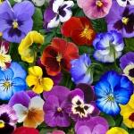 Lovely Pansies - Multi 1 metre